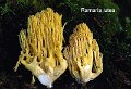 Ramaria lutea-amf2134-1